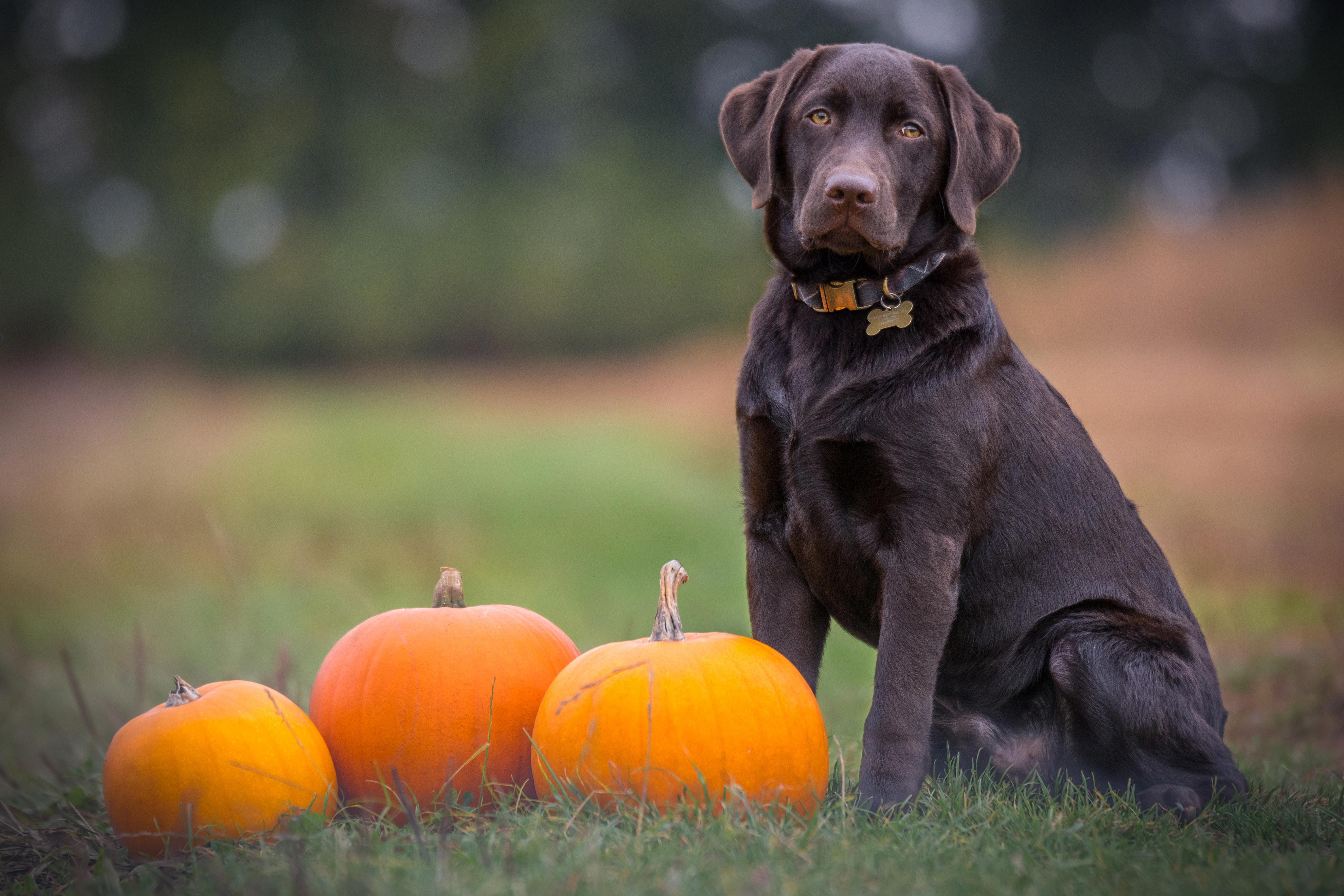 Discovering the Truth Behind the Myth: Are Labrador Retrievers Hypoallergenic?
